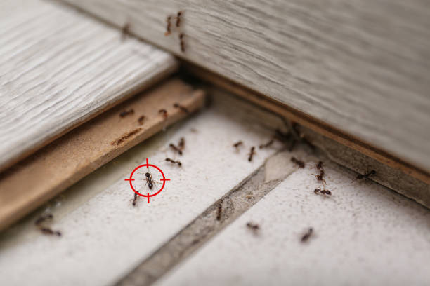 Best Wasp Removal Services  in Peachtree Corners, GA