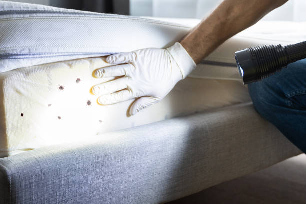 Best Termite Control Services  in Peachtree Corners, GA