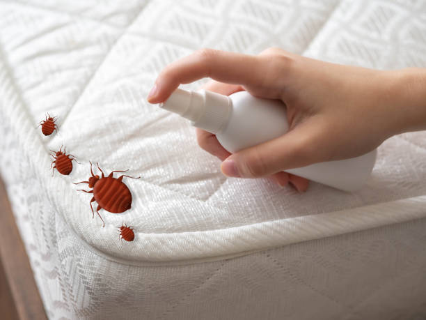 Best Local Pest Control Services  in Peachtree Corners, GA